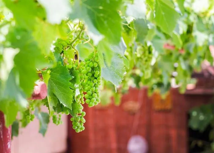 Nyaraló House Bruno *